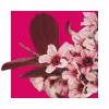 Woda perfumowana Acorelle BIO Harmony 15ml naturalna (3)
