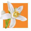 Woda perfumowana Acorelle BIO Optimism 15ml zapach do ciała (2)