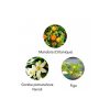 Ekskluzywna ekologiczna woda perfumowana, zapach: Amante - Andalucia, buteleczka, Zero Waste, 11 ml, FiiLiT (zdjęcie 2) Ekskluzywna ekologiczna woda perfumowana, zapach: Amante - Andalucia, buteleczka, Zero Waste, 11 ml, FiiLiT